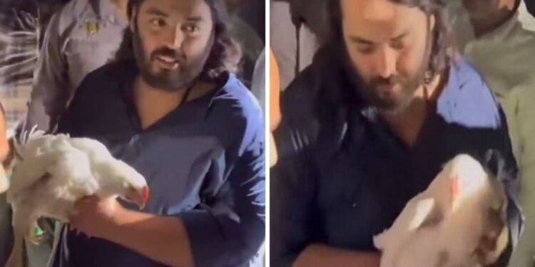 Video: कहां हैं 250 मुर्गियां, जिनकी अनंत अंबानी ने बचाई जान, एक मुर्गी को उठाकर कही थी ये बात