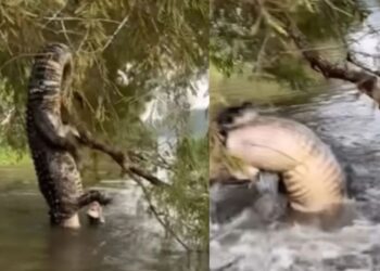 मगरमच्छ ने खौफनाक तरीके से अपने शिकार का काम किया तमाम, अंत है बेहद खतरनाक