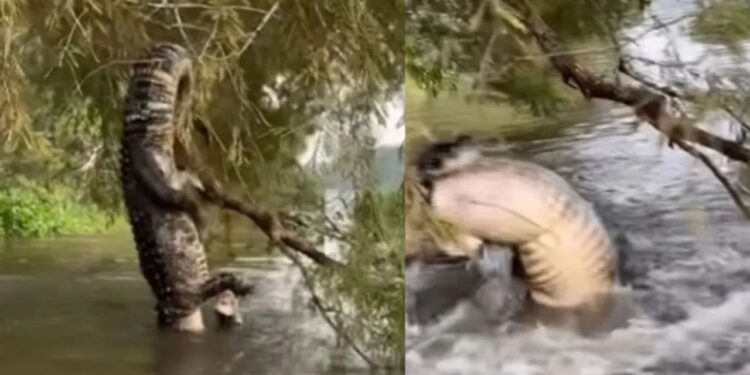 मगरमच्छ ने खौफनाक तरीके से अपने शिकार का काम किया तमाम, अंत है बेहद खतरनाक