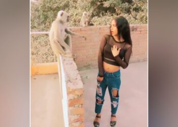 Viral: लंगूर के बगल में नाच रही थी लड़की, आगे का सीन देख लोग रोक नहीं पाए हंसी