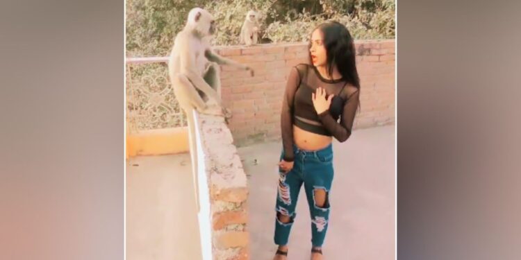 Viral: लंगूर के बगल में नाच रही थी लड़की, आगे का सीन देख लोग रोक नहीं पाए हंसी