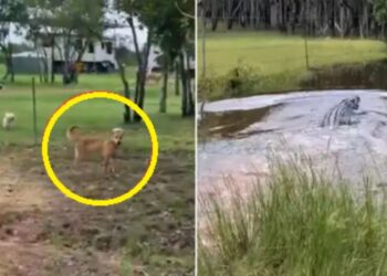 कुत्ते के भौंकते ही मगरमच्छ की हवा हुई टाइट, कैमरे में कैद हुआ अद्भूत नजारा
