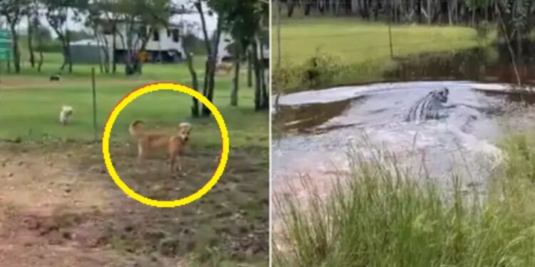 कुत्ते के भौंकते ही मगरमच्छ की हवा हुई टाइट, कैमरे में कैद हुआ अद्भूत नजारा