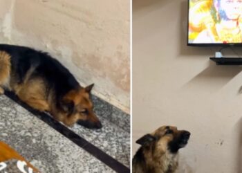 Viral: फर्श पर लेटा हुआ था डॉगी, टीवी पर बजा हनुमान चालीसा, देखने लायक है जानवर का रिएक्शन