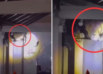 Viral: आधी रात किचन की दीवार पर बैठा मिला शेर, देख घरवालों के सूख गए प्राण