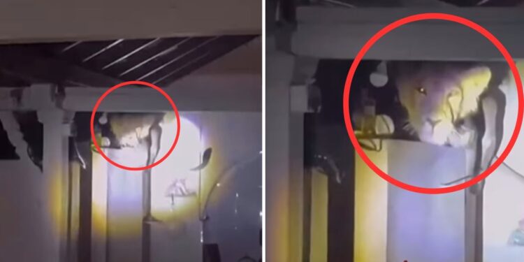 Viral: आधी रात किचन की दीवार पर बैठा मिला शेर, देख घरवालों के सूख गए प्राण