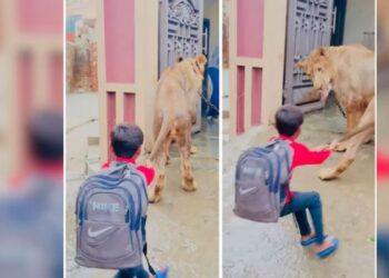 बच्चे ने खींची शेर की पूंछ, वायरल वीडियो देख यकीन नहीं कर पाएंगे आप