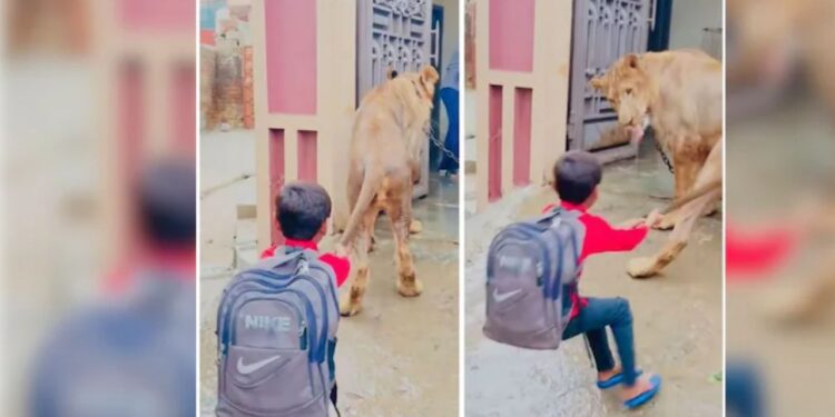 बच्चे ने खींची शेर की पूंछ, वायरल वीडियो देख यकीन नहीं कर पाएंगे आप