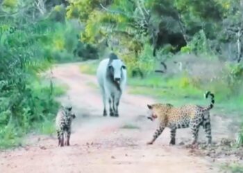 Viral: सांड के आगे 2 खूंखार जैगुआर ने टेके घुटने, हैरान कर देगा वीडियो!