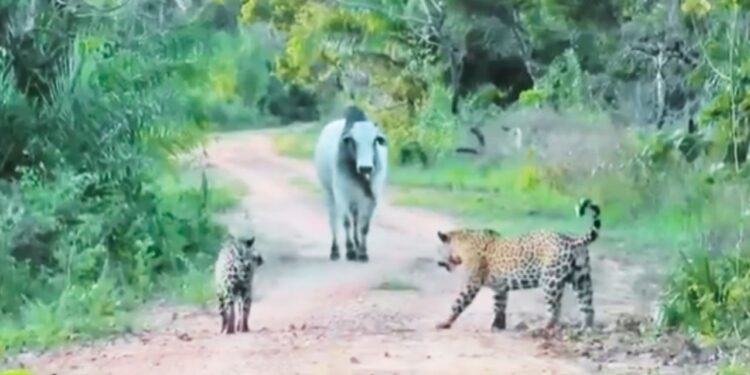 Viral: सांड के आगे 2 खूंखार जैगुआर ने टेके घुटने, हैरान कर देगा वीडियो!