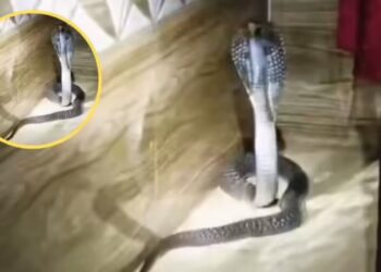 Viral Video: मजे से बेडरूम में सो रहा था परिवार, गुस्से में बाहर आया कोबरा…फुंफकार के कर रहा था इंतजार