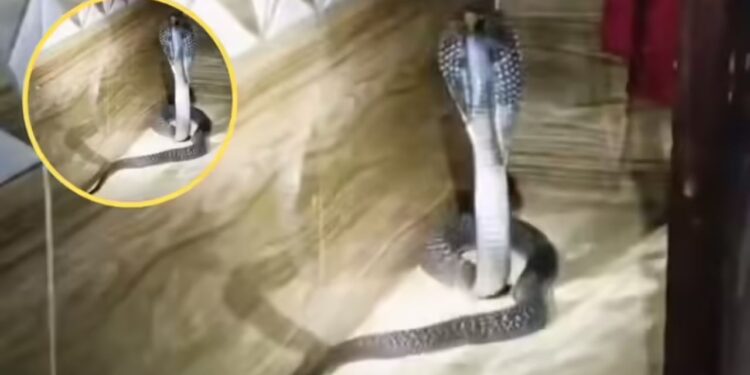 Viral Video: मजे से बेडरूम में सो रहा था परिवार, गुस्से में बाहर आया कोबरा…फुंफकार के कर रहा था इंतजार