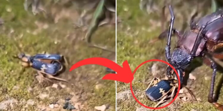 Viral: पिद्दी-सा ये कीड़ा घातक हथियारों से है लैस, वीडियो देख दंग रह जाएंगे!