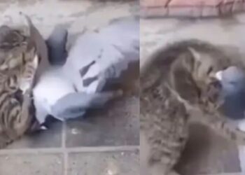Viral Video: बिल्ली और कबूतर की हुई लड़ाई, अंत में परिंदा खतरनाक तरीके से मार गया बाजी