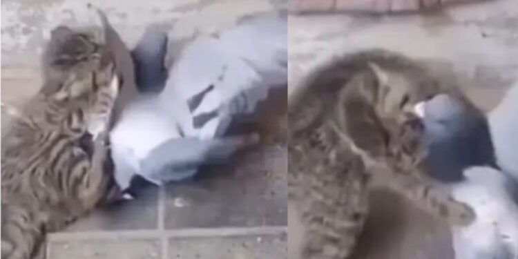 Viral Video: बिल्ली और कबूतर की हुई लड़ाई, अंत में परिंदा खतरनाक तरीके से मार गया बाजी