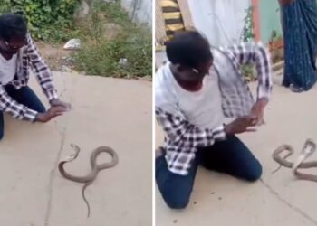 Viral: कोबरा के सामने करने लगा ‘नागिन डांस’, फिर जो हुआ…देख उड़ गए सबके होश!