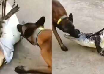 Viral Video: डॉगी ने बगैर मतलब लिया मगरमच्छ से पंगा, मालिक के साथ बिना सोचे समझे वफादारी दिखाना पड़ा भारी