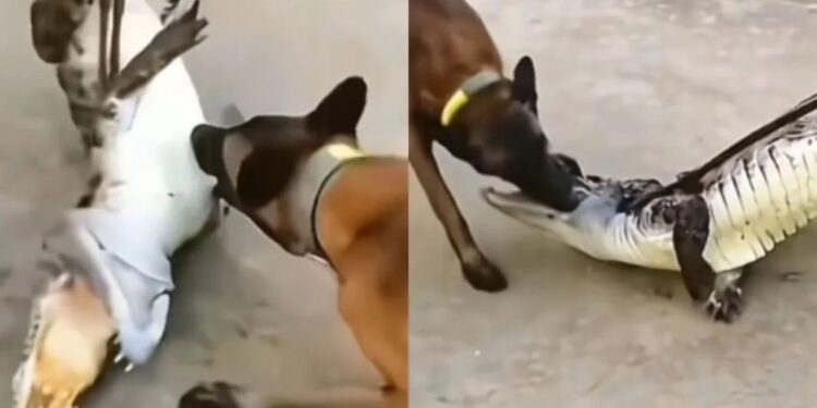 Viral Video: डॉगी ने बगैर मतलब लिया मगरमच्छ से पंगा, मालिक के साथ बिना सोचे समझे वफादारी दिखाना पड़ा भारी