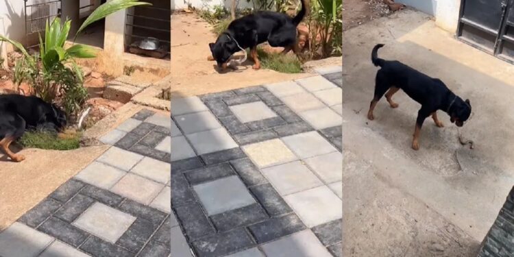 Viral Video: घर में घुसा जहरीला सांप तो भिड़ गया कुत्ता, किया ऐसा वार एक झटके में किए दो टुकड़े