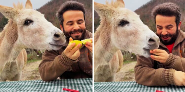 Viral: नींबू खाते ही गधे का हुआ ऐसा हाल, वीडियो देख छूट गई सबकी हंसी!