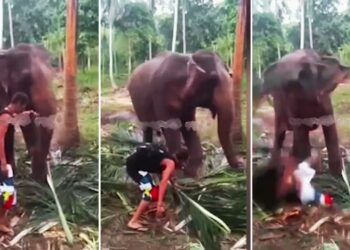 Viral: हाथी के सामने स्टाइल मार रहा था शख्स, ‘गजराज’ ने उठाकर पटक दिया; देखें वीडियो
