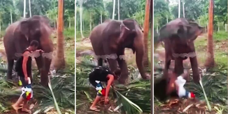 Viral: हाथी के सामने स्टाइल मार रहा था शख्स, ‘गजराज’ ने उठाकर पटक दिया; देखें वीडियो