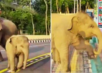 Viral: इंटरनेट पर छाया नन्हा हाथी, तरबूज मांगते हुए वीडियो हुआ वायरल