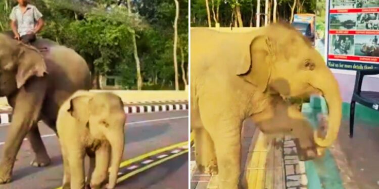 Viral: इंटरनेट पर छाया नन्हा हाथी, तरबूज मांगते हुए वीडियो हुआ वायरल