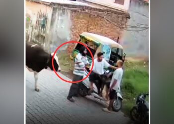 Viral Video: सांड की ‘दरियादिली’ तो देखिए जरा, लोग बोले- ऐसा सांड आज तक नहीं देखा!