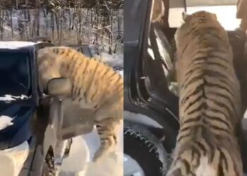 Viral Video: मजे-मजे में कार में घुसे तीन बाघ, फिर दिखा ऐसा सीन देखकर दंग रह गए यूजर्स