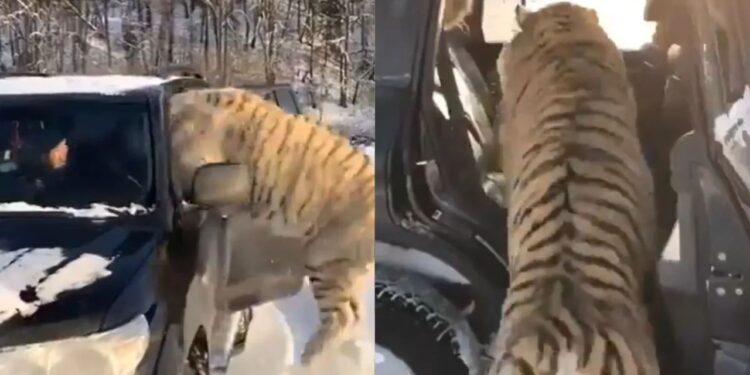 Viral Video: मजे-मजे में कार में घुसे तीन बाघ, फिर दिखा ऐसा सीन देखकर दंग रह गए यूजर्स