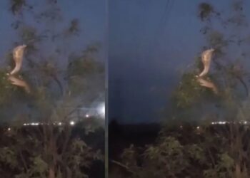 Viral Video: पेड़ की टहनी पर बैठी दिखी इच्छाधारी नागिन! नजारा देख लोगों ने फटाफट बना लिया वी़डियो