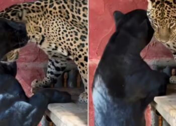 Viral Video: जैगुआर और ब्लैक पैंथर के बीच प्यार से पहले हुई पटका-पटकी, पहली बार एक मिले एक मैटिंग पेयर!