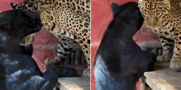 Viral Video: जैगुआर और ब्लैक पैंथर के बीच प्यार से पहले हुई पटका-पटकी, पहली बार एक मिले एक मैटिंग पेयर!