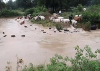 MP: देखते ही देखते पानी की तेज धारा में बह गए पशु, मैहर का Video