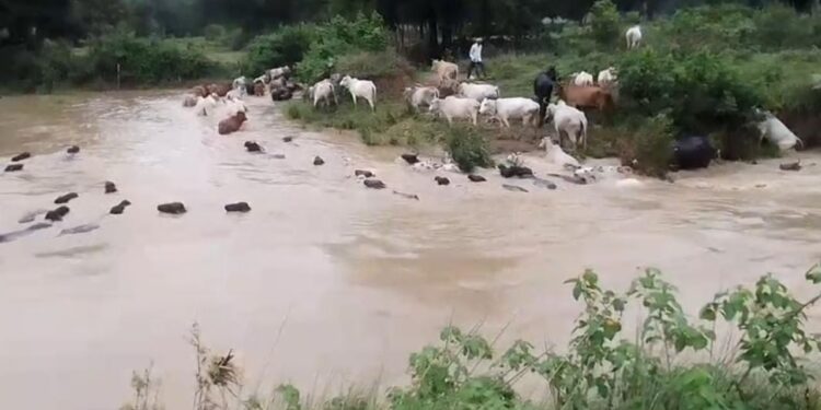 MP: देखते ही देखते पानी की तेज धारा में बह गए पशु, मैहर का Video