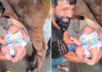 Viral: लाइक्स के लिए बंदे ने गाय के थन से पिलाया बच्चे को दूध, वीडियो देख लोग बोले- व्यूज के लिए ऐसे मत करो