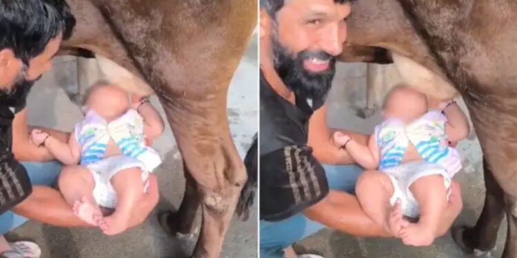 Viral: लाइक्स के लिए बंदे ने गाय के थन से पिलाया बच्चे को दूध, वीडियो देख लोग बोले- व्यूज के लिए ऐसे मत करो