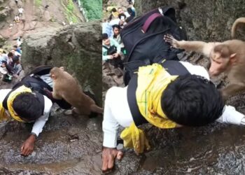 Viral Video: पहाड़ पर चढ़ने के दौरान बंदर को धमकाना शख्स को पड़ा भारी, फिर ऊंचाई पर जानवर ने शख्स के साथ कर दिया खेल