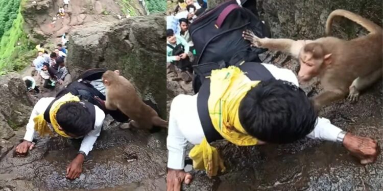 Viral Video: पहाड़ पर चढ़ने के दौरान बंदर को धमकाना शख्स को पड़ा भारी, फिर ऊंचाई पर जानवर ने शख्स के साथ कर दिया खेल