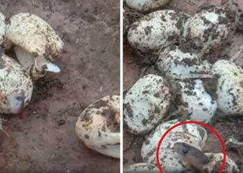 अचानक अंडों से निकलकर रेंगने लगे 25 बेबी कोबरा, नजारा देख स्नेक कैचर भी रह गया सन्न