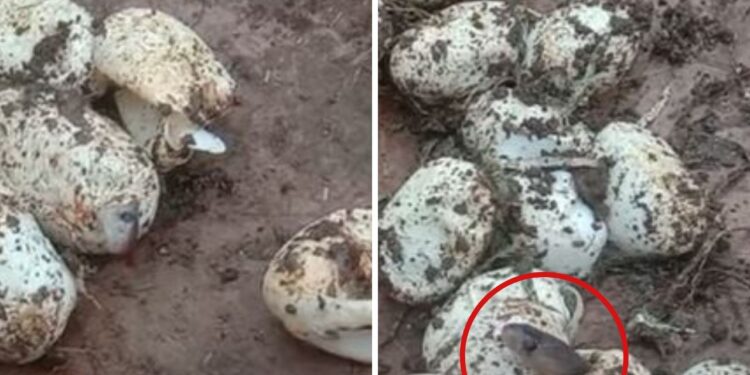 अचानक अंडों से निकलकर रेंगने लगे 25 बेबी कोबरा, नजारा देख स्नेक कैचर भी रह गया सन्न