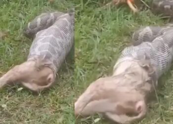Viral Video: अरे रे! जोश में लोमड़ी को निगल गया अजगर, फिर हुआ कुछ ऐसा उगलने की आ गई नौबत
