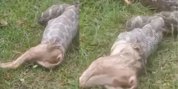 Viral Video: अरे रे! जोश में लोमड़ी को निगल गया अजगर, फिर हुआ कुछ ऐसा उगलने की आ गई नौबत
