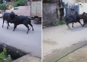 दो सांडों की लड़ाई में फंस गई स्कूटी गर्ल, हादसे का Video हुआ वायरल