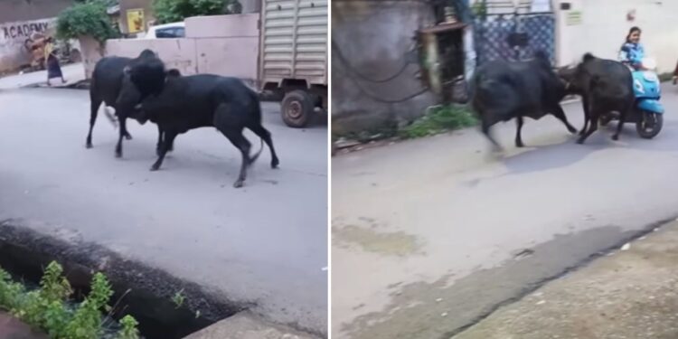 दो सांडों की लड़ाई में फंस गई स्कूटी गर्ल, हादसे का Video हुआ वायरल