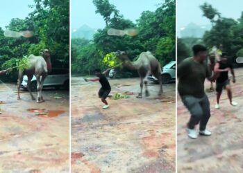 Viral Video: ऊंट से पंगा लेना पड़ा भारी, दिखाया ऐसा ‘रौद्र रूप’ कि सहम गए लड़के, फिर जो हुआ…