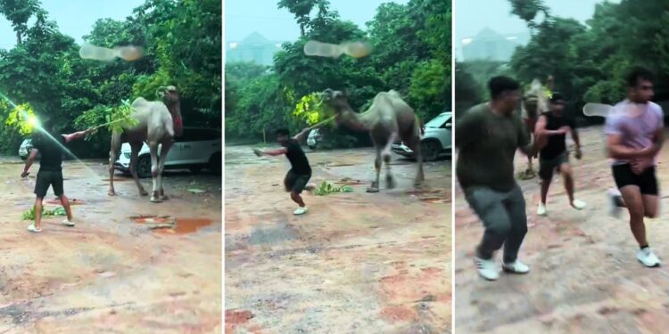 Viral Video: ऊंट से पंगा लेना पड़ा भारी, दिखाया ऐसा ‘रौद्र रूप’ कि सहम गए लड़के, फिर जो हुआ…