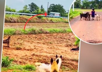 Viral: लड़की की Z+ सिक्योरिटी ने उड़ाए लोगों के होश! लोग बोले- ‘सबसे सेफ हाथों में है ये बच्ची’; देखें वीडियो