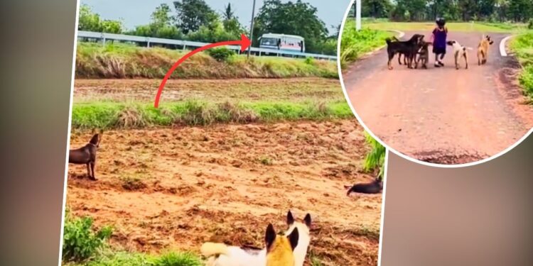 Viral: लड़की की Z+ सिक्योरिटी ने उड़ाए लोगों के होश! लोग बोले- ‘सबसे सेफ हाथों में है ये बच्ची’; देखें वीडियो